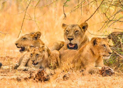 Bwindi Gorilla & Queen Elizabeth Safari – 5 Days