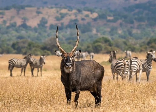 Akagera National Park & Lake Kivu Retreat – 4 Days