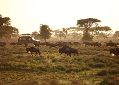 Masai Mara Big Five & Great Migration Safari – 4 Days