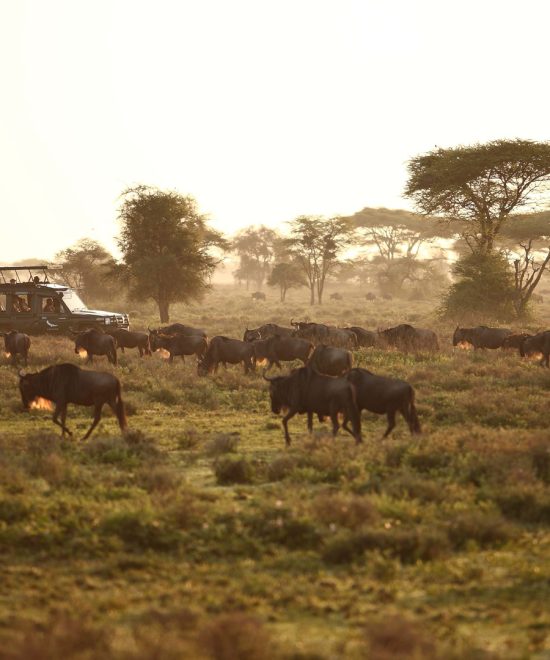 Masai Mara Big Five & Great Migration Safari – 4 Days