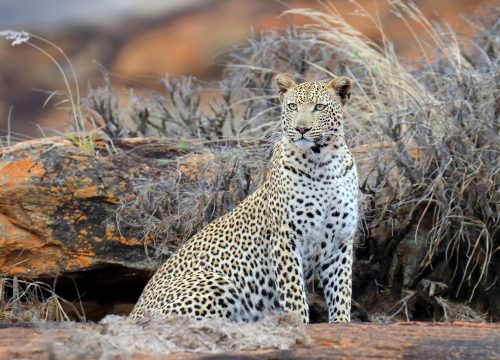 4 Days Amboseli & Tsavo East Scenic Safari –Kenya