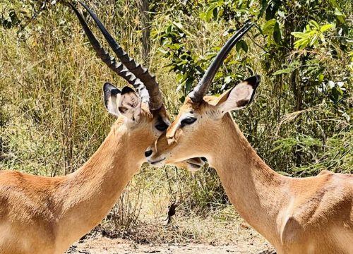 Rwizongo Safaris – Our Social Impact