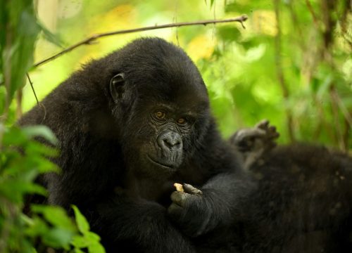 4 Days Bwindi Gorillas & Queen Wildlife