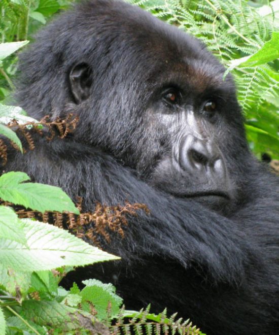 4 Days Bwindi Gorilla Habituation Experience Trip